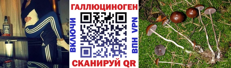 Галлюциногенные грибы мицелий  Купить  Мариинский Посад 